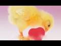 videos de i happy pollito