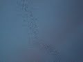bats.wmv