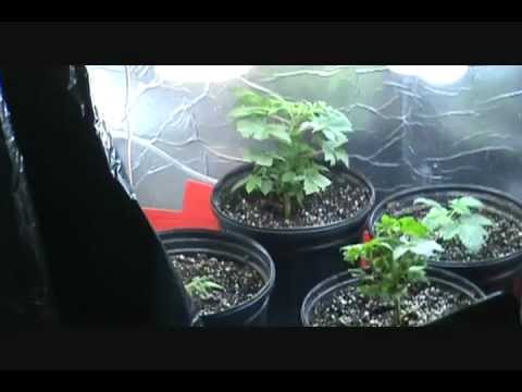how to grow weed with cfl lights