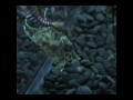 Click here to watch this video Ripley's Aquarium - Student Promotional Video