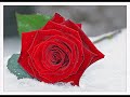 Sinan s�r�c�02