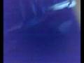 videos de caniccia