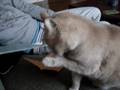 Charlie loves tejp+ kretskort