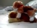 teddybear sex teddybear sex