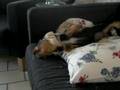 videos de Pixel the Destroyer