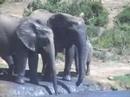Addo Elephant National Park - South Afrca