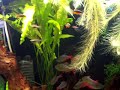 My Amazon themed community tank