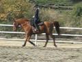 videos de christmasTigger 012