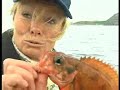 Fishing cod at Soroya, norway