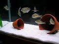 Geophagus Araguaia