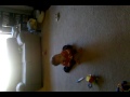 P8N break dancing