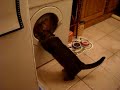 Cat Humour / Chat marrant Cat Humour / Chat marrant