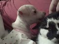 Buttercup attacks