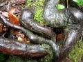 San Francisco - Muir Woods Excursion
