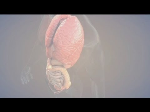Euronews - http://fr.euronews.com/ Chaque année, de nombreux patients décèdent faute de ne pouvoir recourir à une transplantation d'organes vitaux. Les dons d'organe re...
