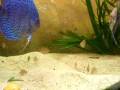 videos de discus con alevines.AVI