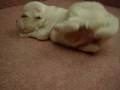 videos de 11/20瑪爾濟斯 Maltese -公幼犬-日新犬舍