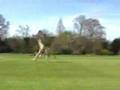 Oxtricks and friends easter sesh