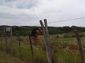 Misike a zsongl?r Welsh terrier part 2. Misike a zsongl?r Welsh terrier part 2.