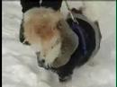 Winter Care - The Wagging Tail