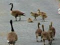 Adorable goslings (baby geese) Adorable goslings (baby geese)