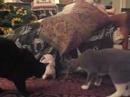 my cats and new toy