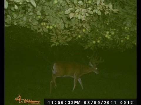 how to locate big bucks