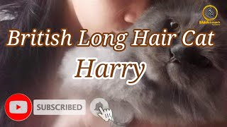 British Long Hair Cat - Harry