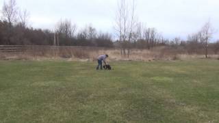 Pittsburgh Dog Training Remy Off Leash with Suburban K9!