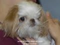 Dougie Post Surgery - shih tzu hit by car
