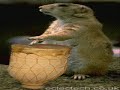 Chipmunks n Squirells