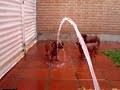 daschund
