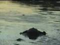 Baby Sea Turtles: San Juan del Sur, Nicaragua