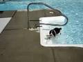 Charlie Loves the Pool-2