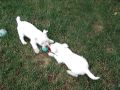 videos de Casper and Taffy playing with their favorite toy