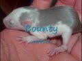 Mamaratz und ihre Babys teil 2