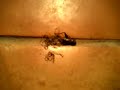 Gross Cricket and Horsehair Worms