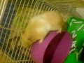 videos de funny hamster