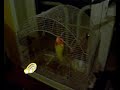Prison Break: Bird Version Prison Break: Bird Version