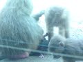 baboons.html