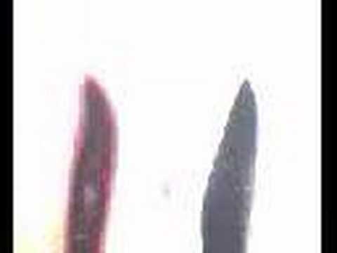 Animal Diversity 3 - Platyhelminthes