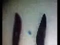 Animal Diversity 3 - Platyhelminthes