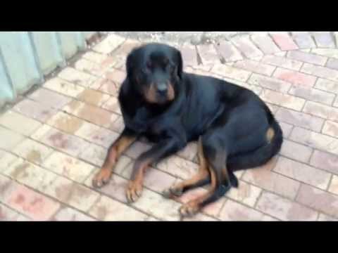 how to help kennel cough