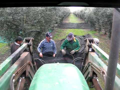 how to harvest olives in spain