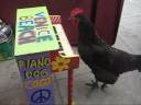 Black Rooster Petey Grows up at Venice Beach California
