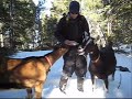FYBO Revenge w/PolarBear#32 and Goats