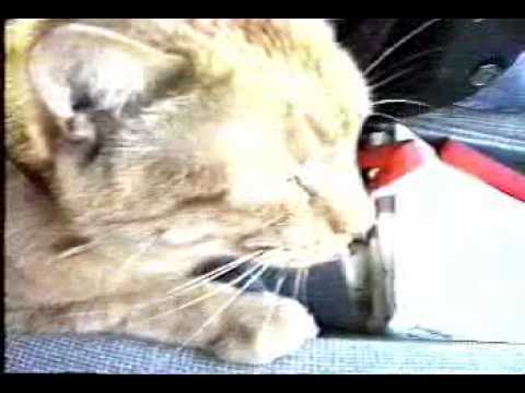 World Wide Magazine - Bertram Goes to the Vet