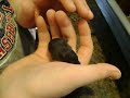 William holding baby hammie