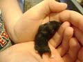 William holding baby hammie