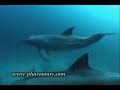 Red sea underwater Red sea underwater